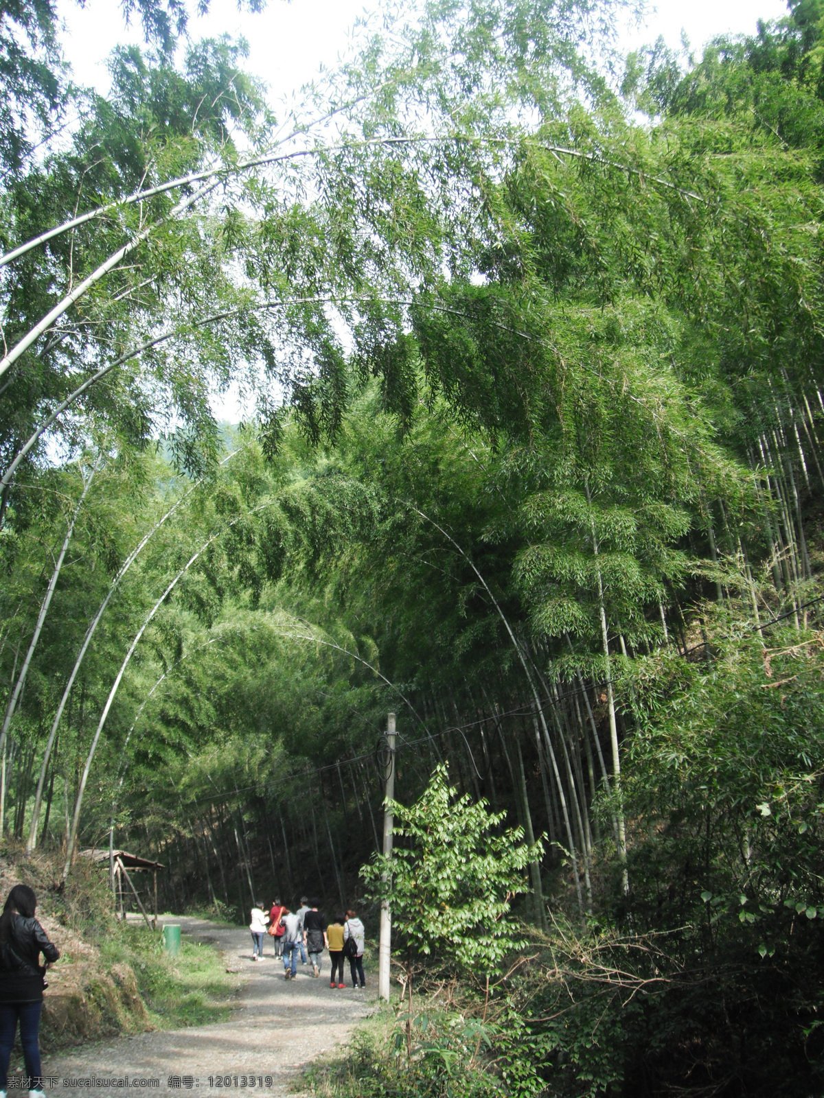 竹海 安徽 旅游摄影 竹子 自然风景 安徽宏村 矢量图 日常生活