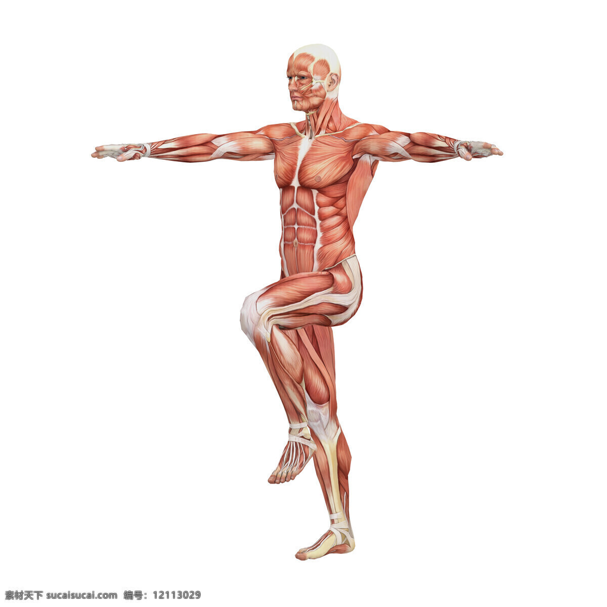 男性人体 人体肌肉 肌肉 人体结构 人体解刨 西医 医院 人体构造 皮下肌肉 医学 人体工学 女性肌肉 女性器官 肌肉分布 肌肉结构 人体研究 生命科技 立体人体 三维人体 人物图库 其他人物