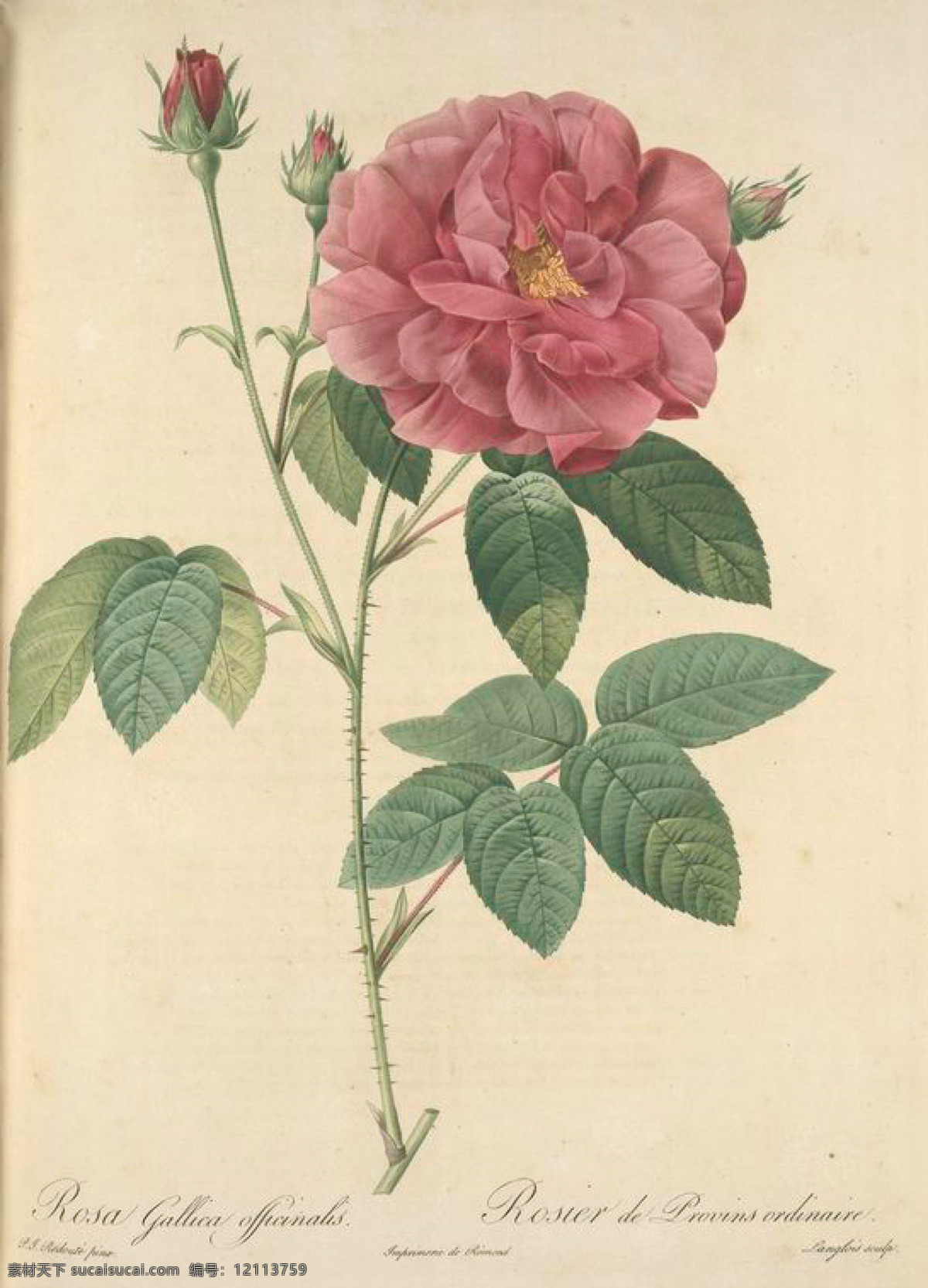 1982 手绘 复古 油画 花朵 花 花卉 玫瑰 艺术名画 植物图 文化艺术