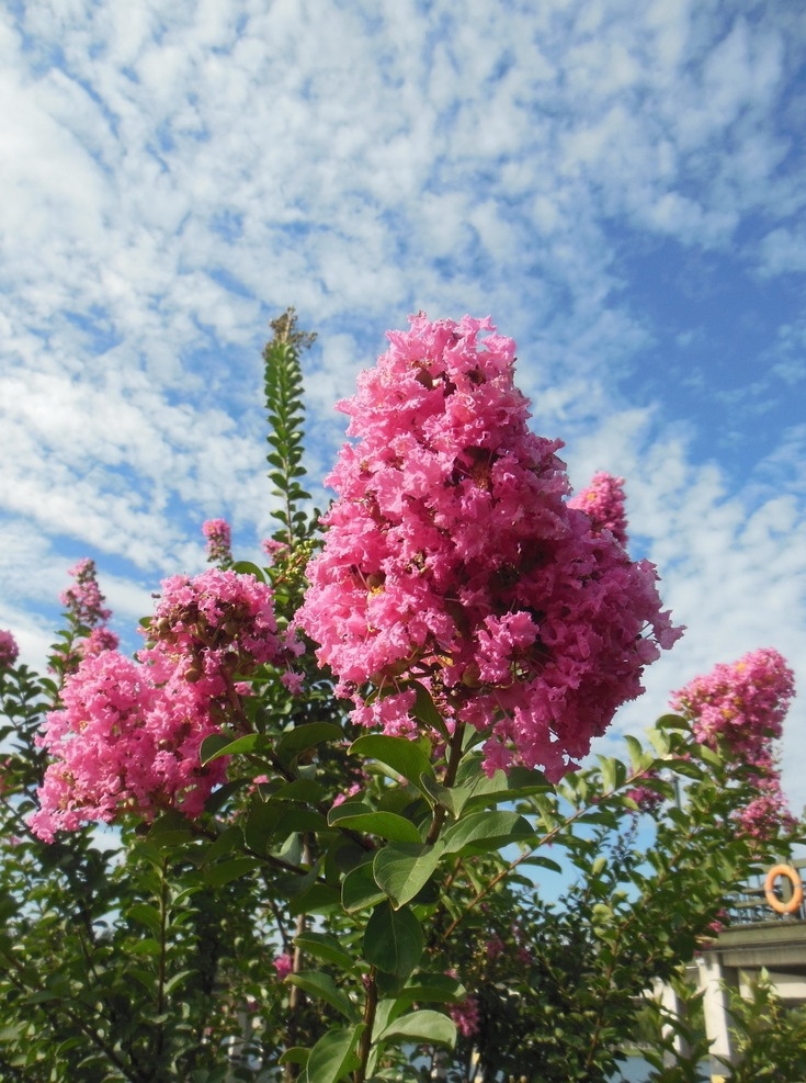 紫薇花 花朵 紫色 盛开 蓝天 白云 天空 叶子 生物世界 花卉 花草