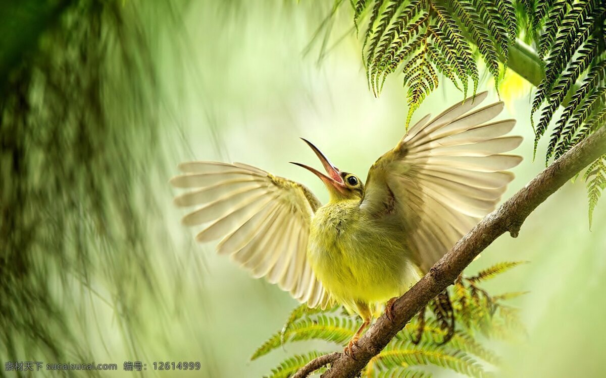 鸟类特写 小鸟 鸟类 自然环境 漂亮小鸟 生态环境 生物世界 人与自然 鱼类