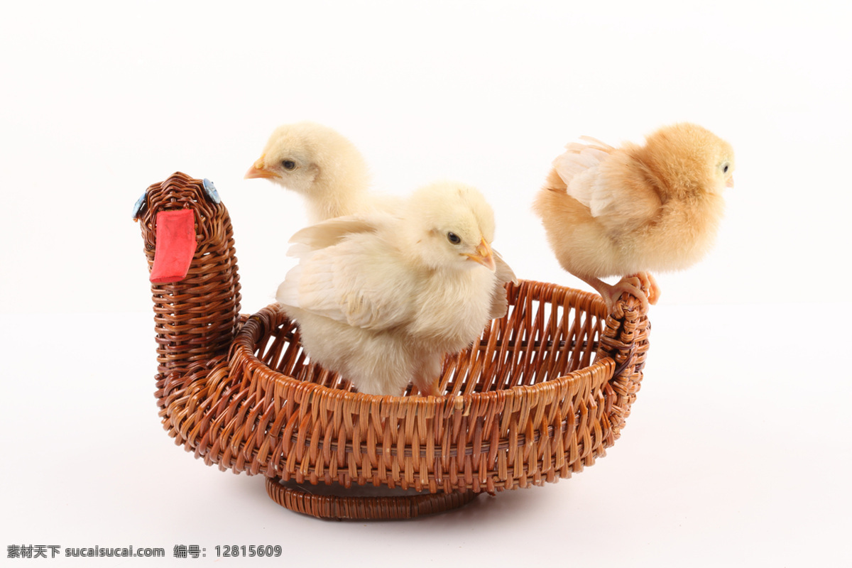 毛茸茸的小鸡 可爱的小鸡 小鸡 稚鸡 雏鸡 小鸡崽 鸡宝宝 可爱 小生命 家禽 刚孵出的小鸡 刚出生的小鸡 家禽家畜 生物世界