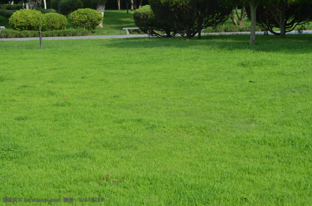 宁波 月湖公园 草地 公园 草坪 平坦 灌木 绿色 景观 绿化 青草 背景 生物世界 花草