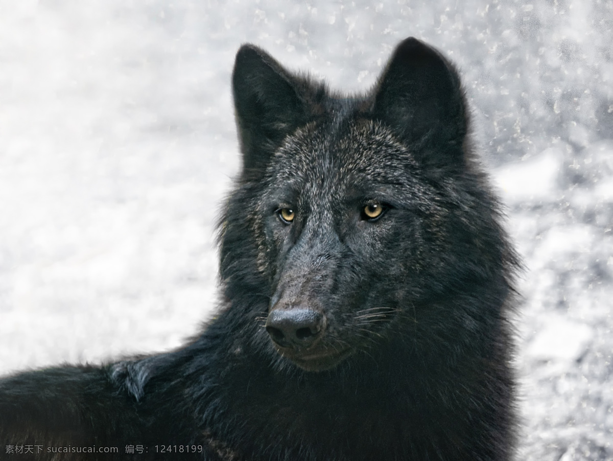 雪 中 黑色 狼 狼摄影 动物 动物世界 陆地动物 野生动物 雪中的黑色狼 生物世界