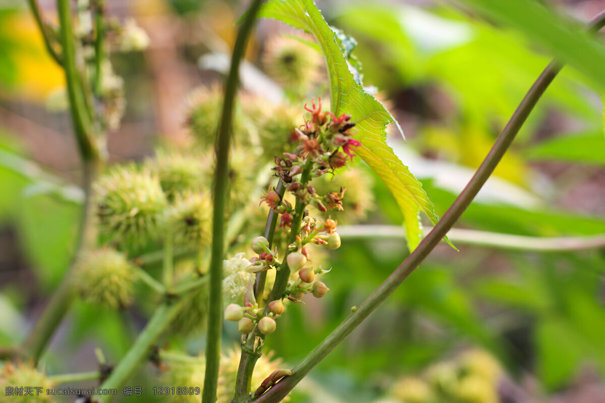 蓖麻花 温室 绿色 北京 花卉大观园 园林 园艺 花朵 花草 生物世界