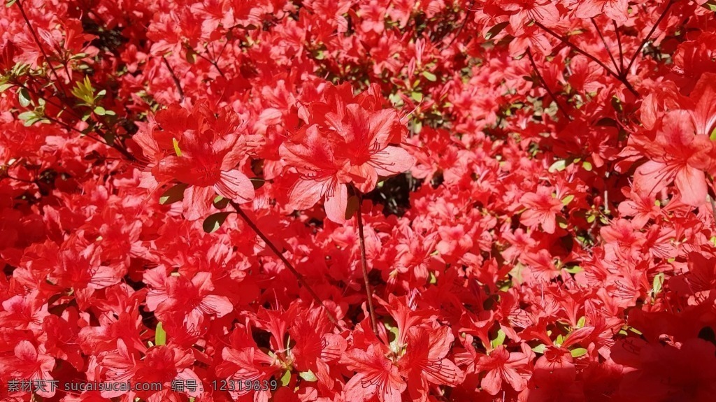 视频背景 实拍视频 视频 视频素材 视频模版 红色 花卉 背景 红色花卉 花卉视频