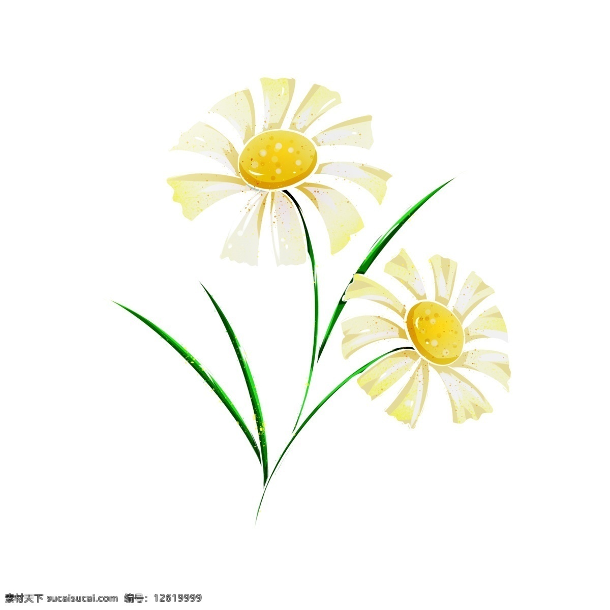 小雏 菊 纯洁 小雏菊 雏菊 黄色 两朵 白色