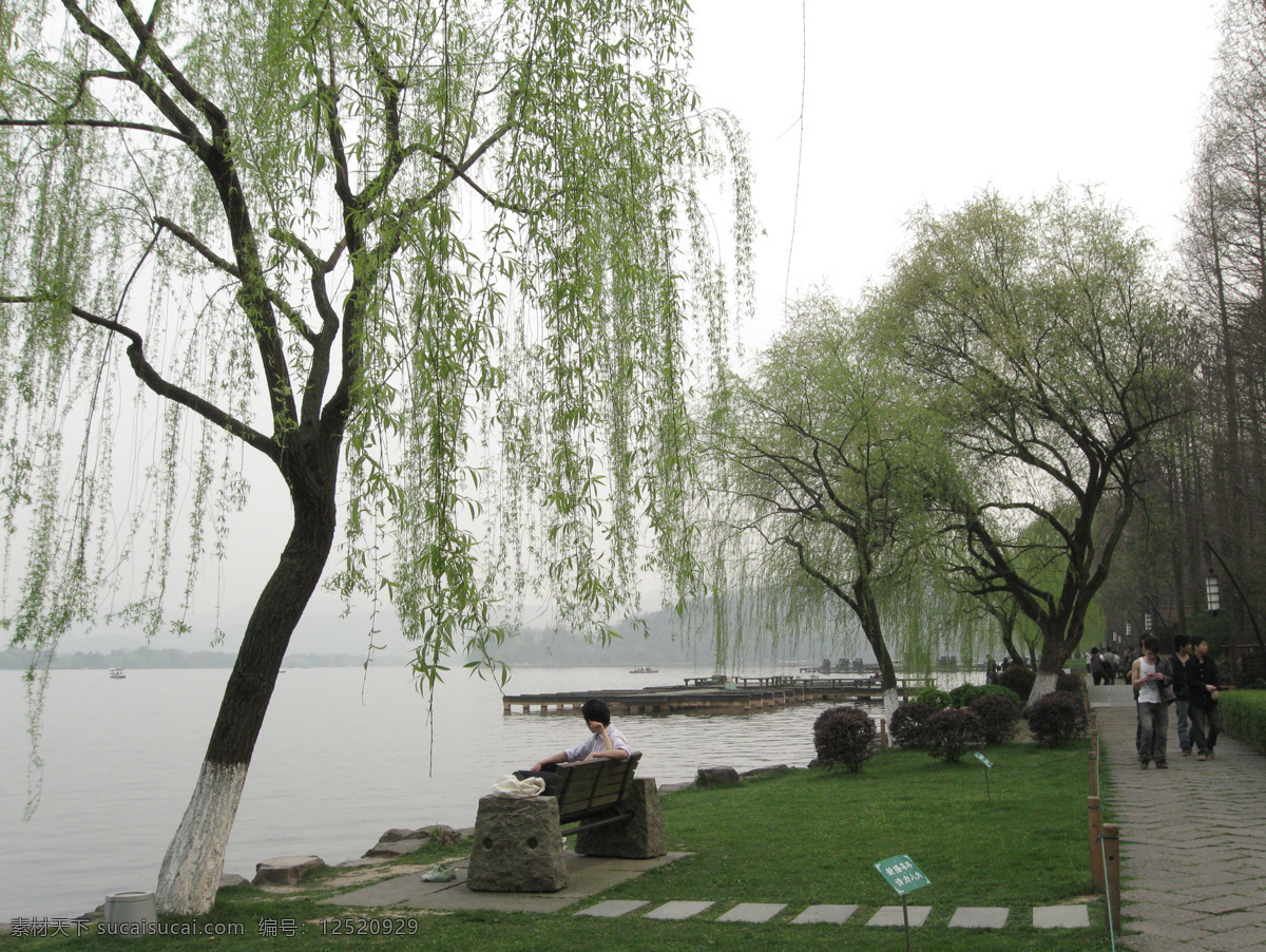 柳树免费下载 杭州 湖 湖水 柳树 柳枝 绿草 树 西湖 杨柳 杭州西湖 风景 图