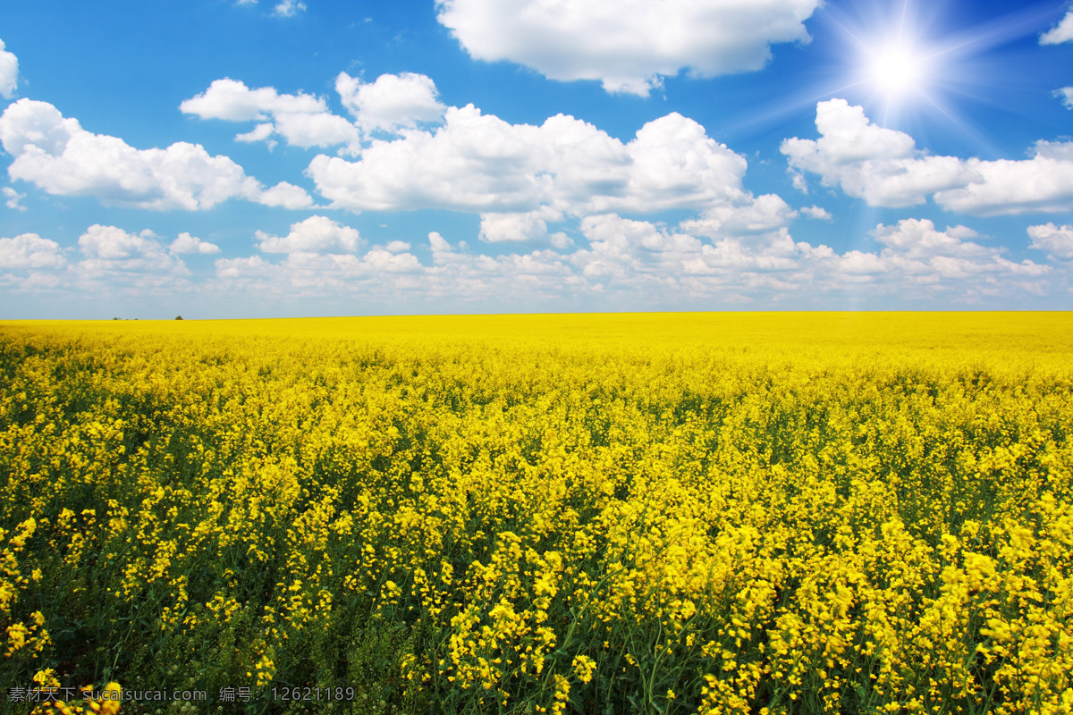 油菜 田园风光 高清 油菜花 田园 黄色花朵 花海 蓝天白云 自然风景 高清图片 摄影图片 自然景观