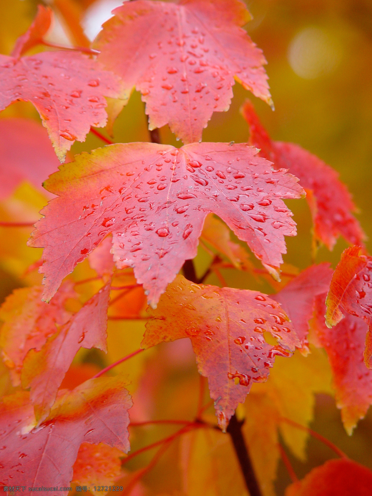 高清 雨水 湿 枫叶 红叶 叶子 秋天 红枫叶