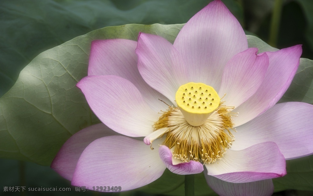 荷花 菡萏 红荷花 一朵荷花 花蕊 花卉 生物世界 花草