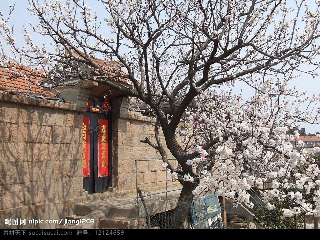 杏花 老屋 石墙 红瓦房 白花 繁花 老树 旅游摄影 自然风景 摄影图库