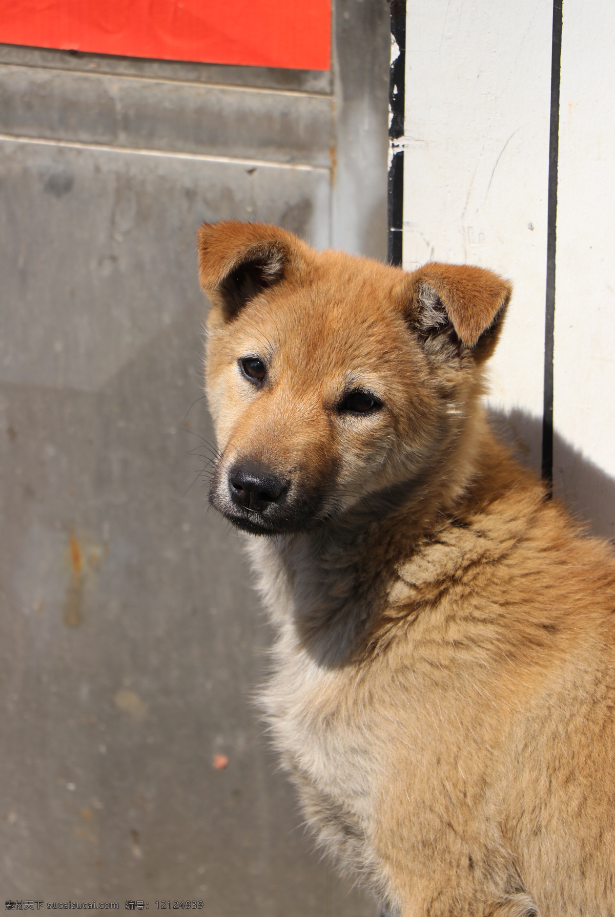 柴狗 狗 犬 土狗 小狗 家狗 特写 呆萌可爱 快乐的小狗 乡村狗 动物昆虫 生物世界 家禽家畜