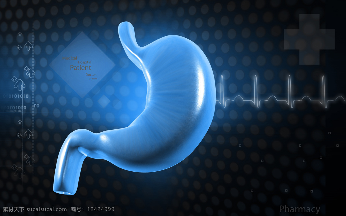 胃 消化系统 胃部 胃部结构 肠胃 胃部消化 胃部食物 3d器官 人体研究 医学器官 人体解剖 生活百科 医疗保健