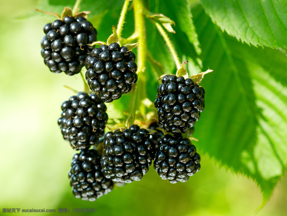 黑 莓 果实 浆果 新鲜水果 野果 黑莓 绿叶 蔬菜图片 餐饮美食