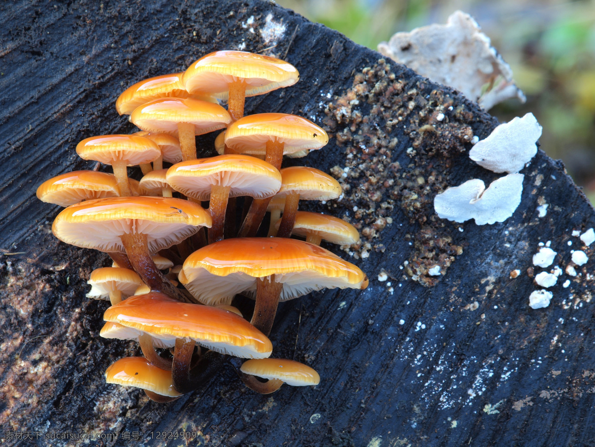 木头 上 蘑菇 食物 美食 蘑菇图片 餐饮美食