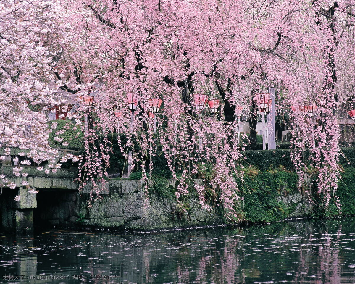 春暖花开 花瓣 花草 花朵 花卉