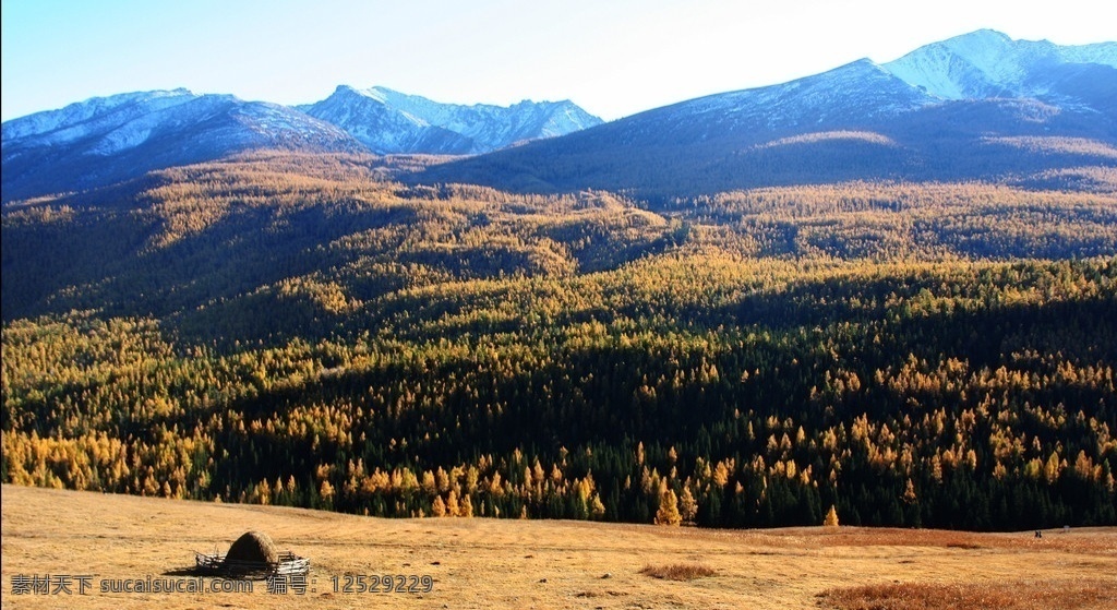 新疆 喀纳斯 秋色 塔松 山峦 山道 草垛 栅栏 雪山 蓝天 新疆哈纳斯 风景名胜 自然景观