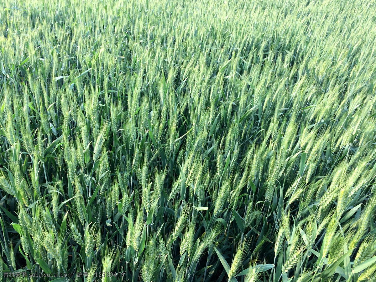 小麦 麦子 麦田 田地 粮食 生长中的麦子 庄稼 农作物 麦穗 自然景观 田园风光