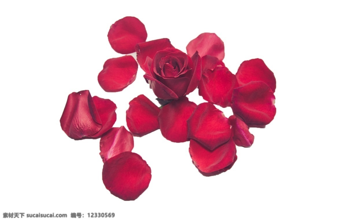 绚丽多彩 玫瑰 花瓣 芳香 绚丽 好看美丽 端庄典雅 红色的 花朵 时尚大方 妖娆多姿 沐浴 饮用