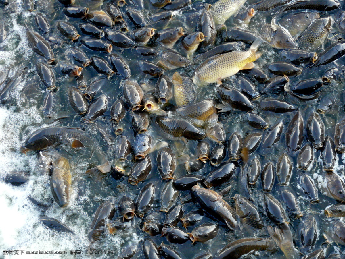 鲤鱼 生物世界 鱼儿 鱼类 鱼群 争食