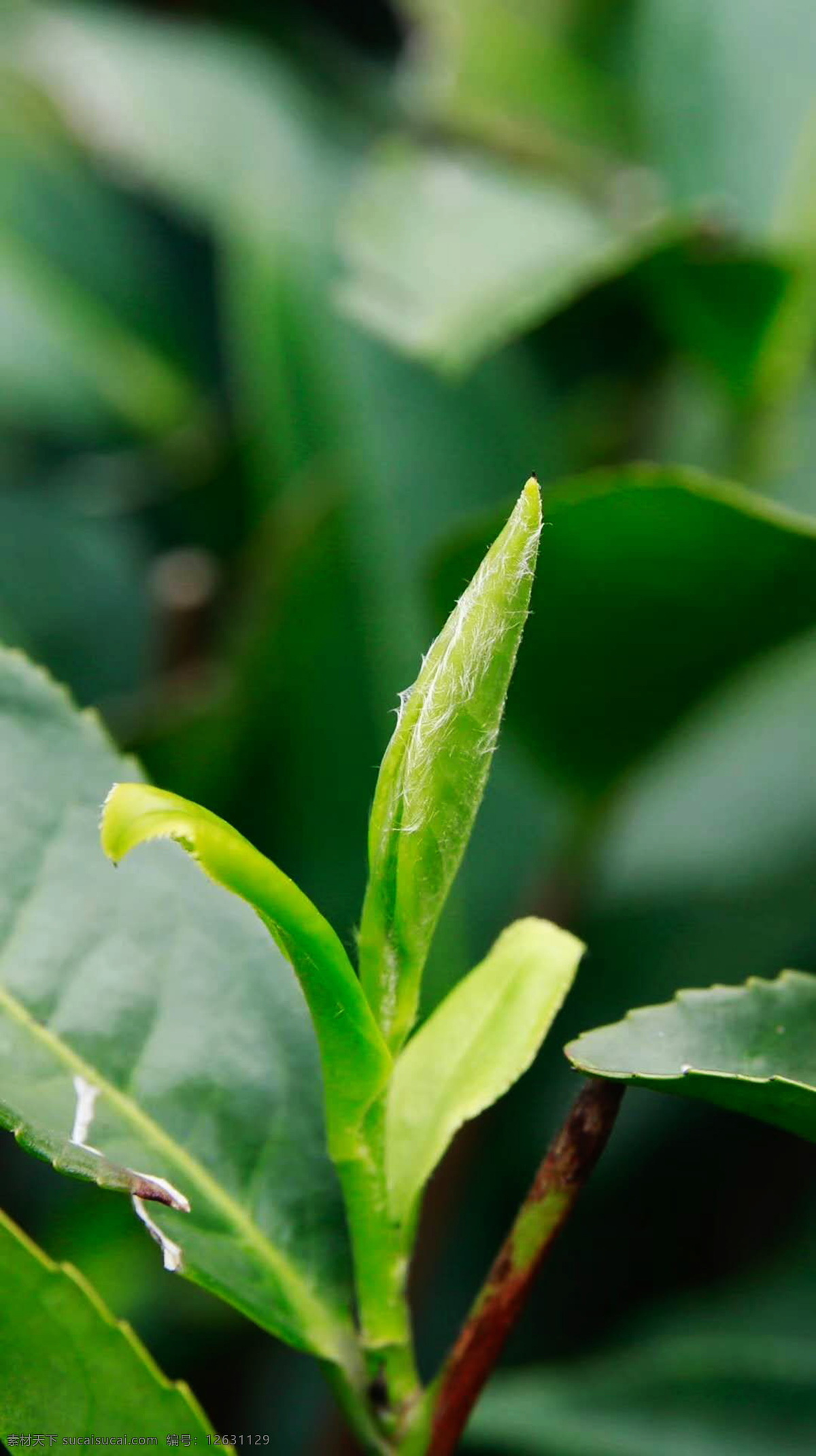 茶芽 茶毫 茶叶 白茶 福鼎白茶 白毫银针 生物世界 花草