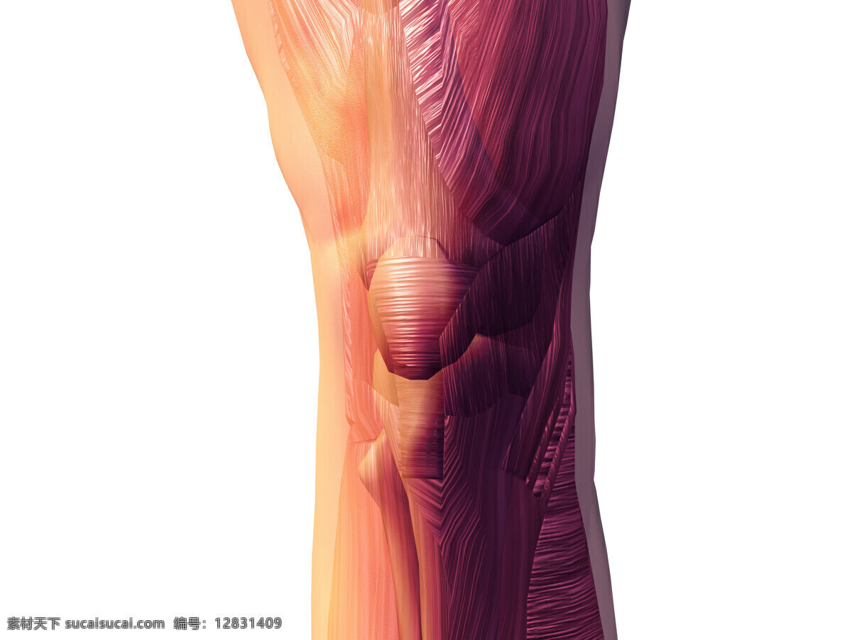 腿部 膝盖 膝关节 腿部肌肉 3d器官 人体研究 医学器官 人体解剖 医学器官图鉴 医疗护理 现代科技