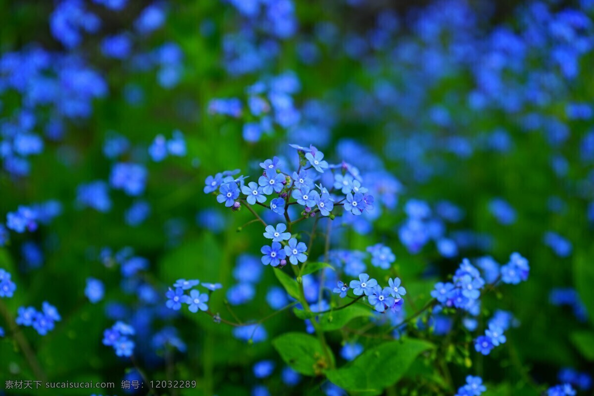不要忘了我花 勿忘我 花 花朵 蓝色