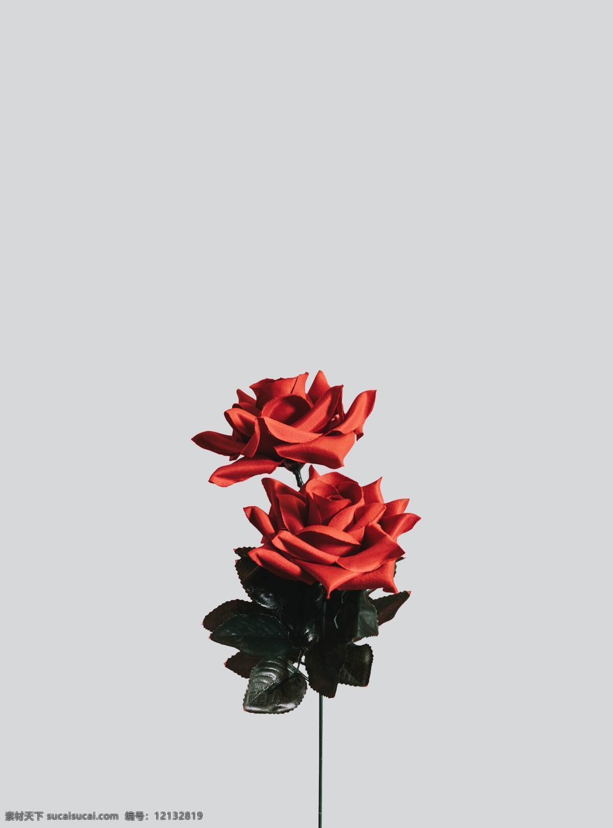 文艺玫瑰花 素色 背景 一束 玫瑰花 花朵 生活百科 生活素材