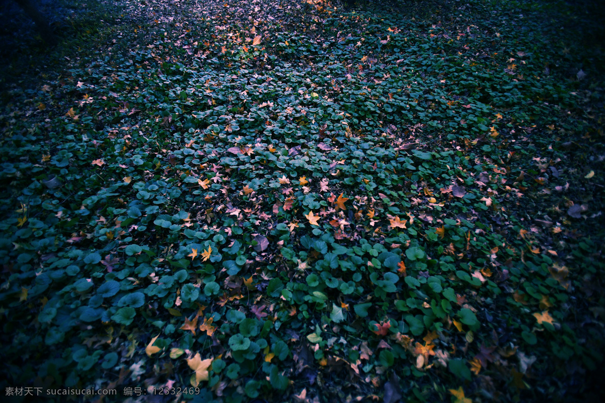 绿叶 黄叶 秋色 枫叶 落叶 地毯 自然景观 自然风景 摄影图库
