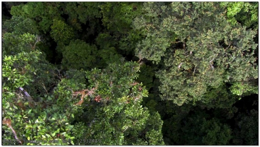 森林 动态 视频 俯瞰 绿色 自然 视频素材 动态视频素材
