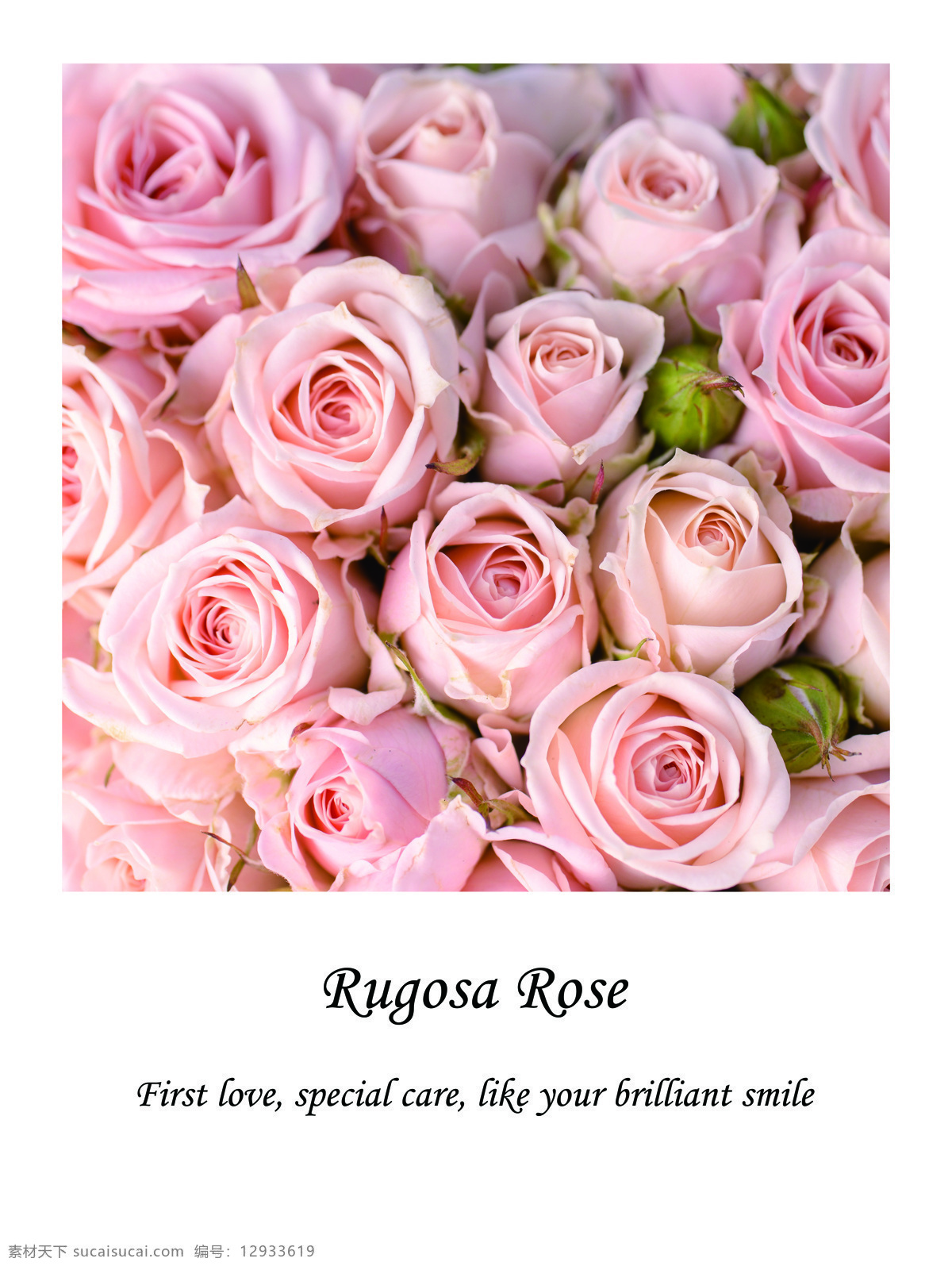 粉玫瑰 永远的爱感动 爱的宣言 铭记于心 初恋 玫瑰 环境设计 无框画