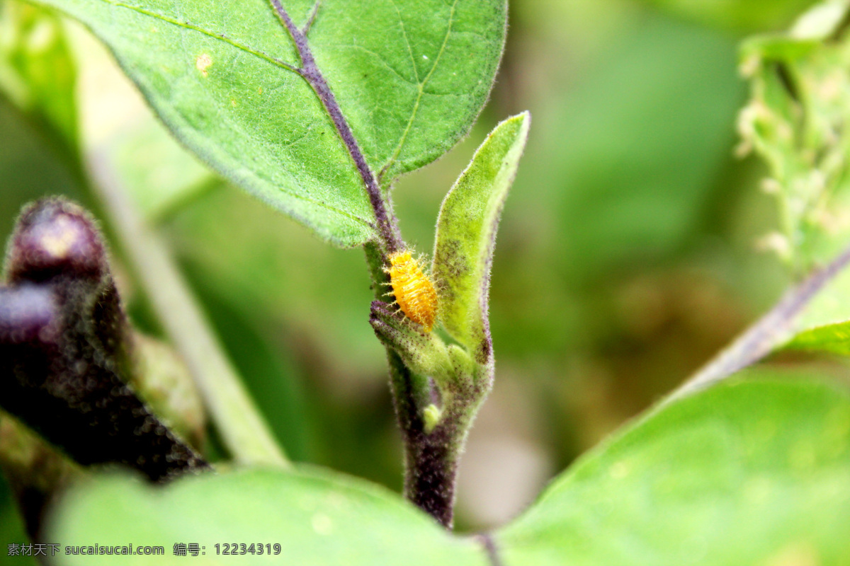 蚜虫 茄子 小虫子 茄子的小虫 茄子与虫 昆虫 生物世界