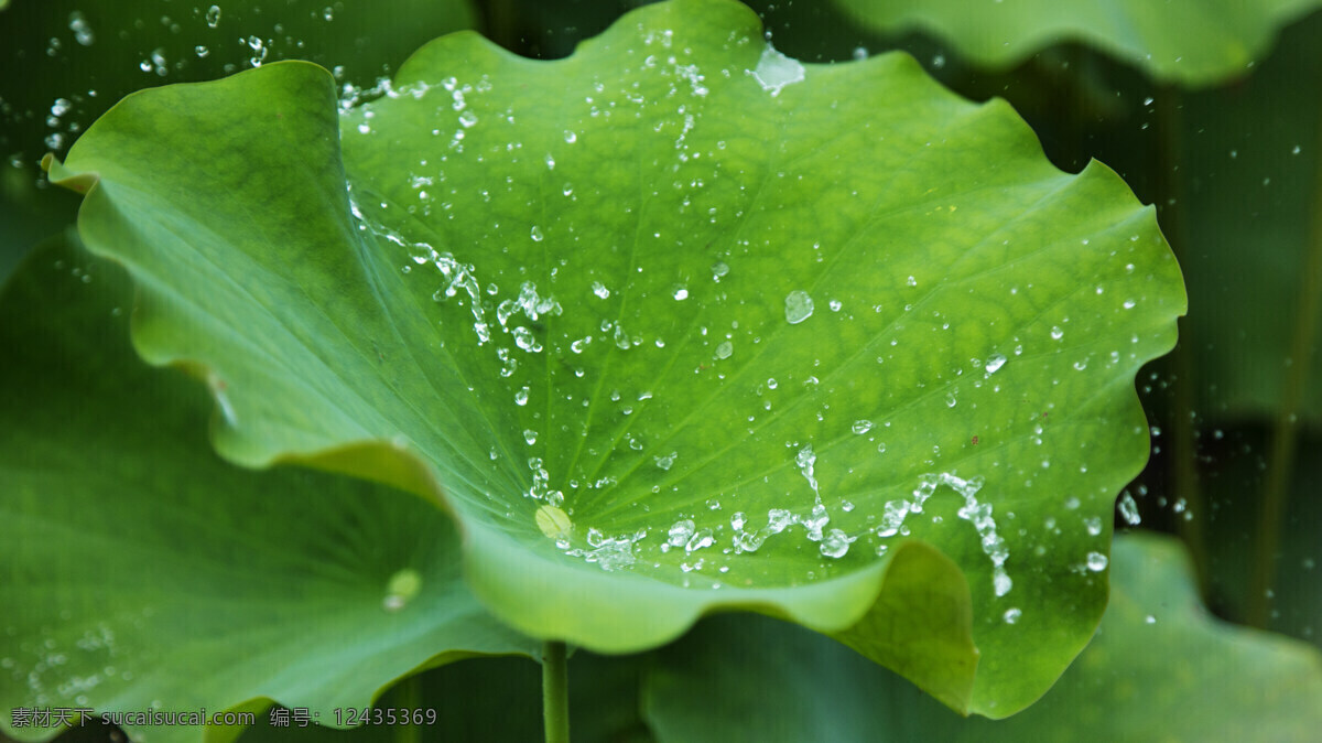 荷叶 荷花 夏天 夏至 荷 自然景观 田园风光