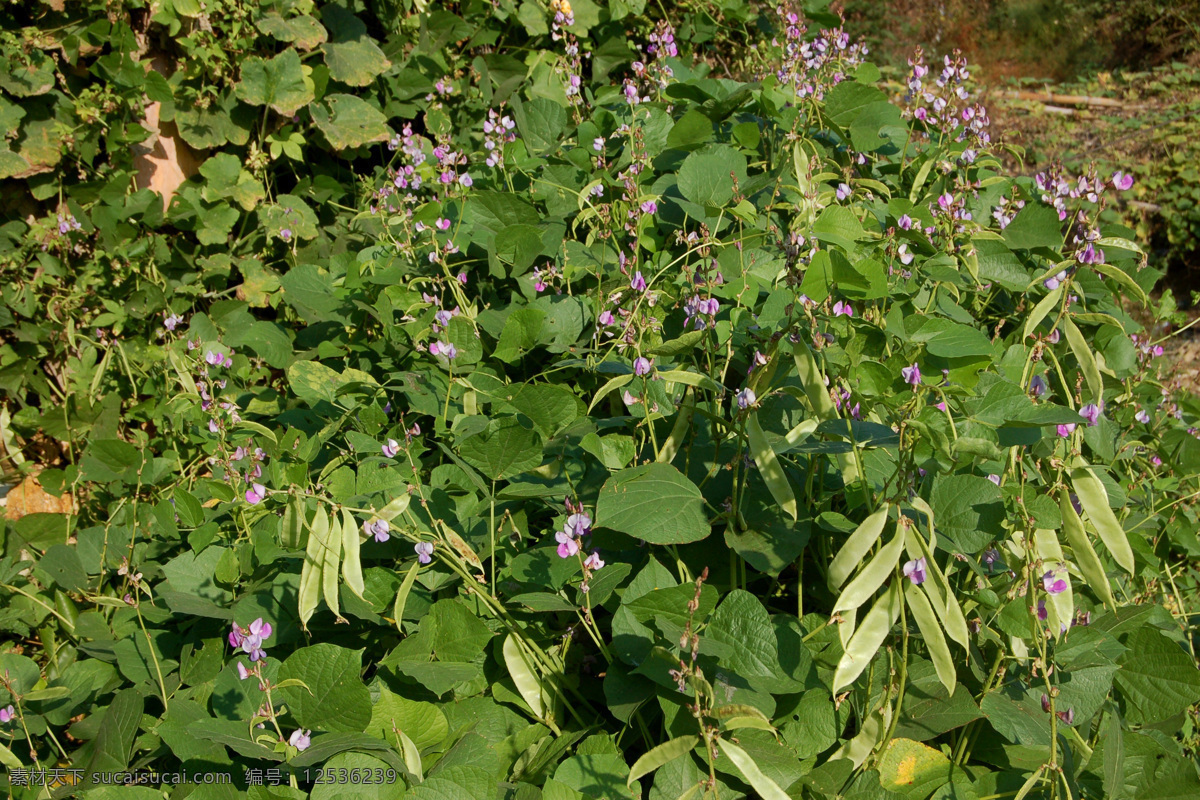 扁豆 农家菜 生物世界 蔬菜 秋季蔬菜 扁豆开花 扁豆荚 风景 生活 旅游餐饮