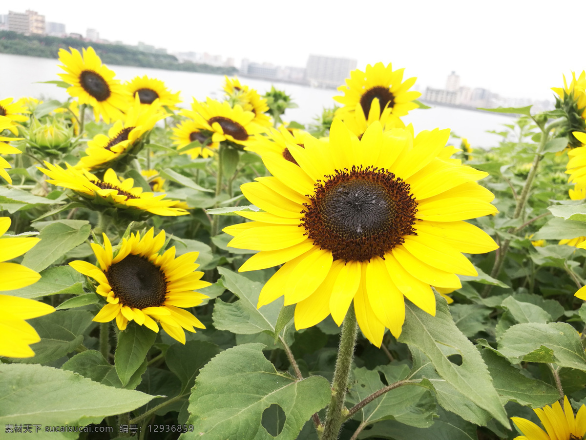 葵花 葵花田 太阳花 向阳花 向日葵壁纸 向日葵园地 大片向日葵 成片向日葵 蓝天向日葵 向日葵背景 自然景观 田园风光