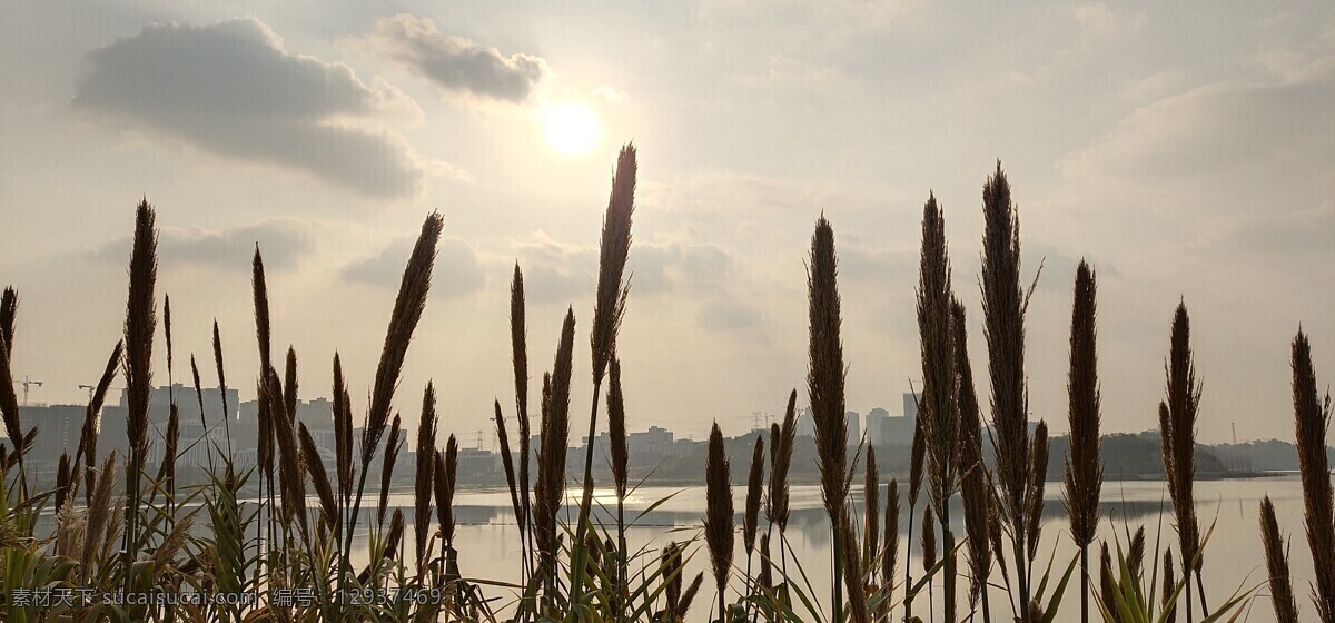 湖边 日光 植物 光晕 天空 自然景观 山水风景