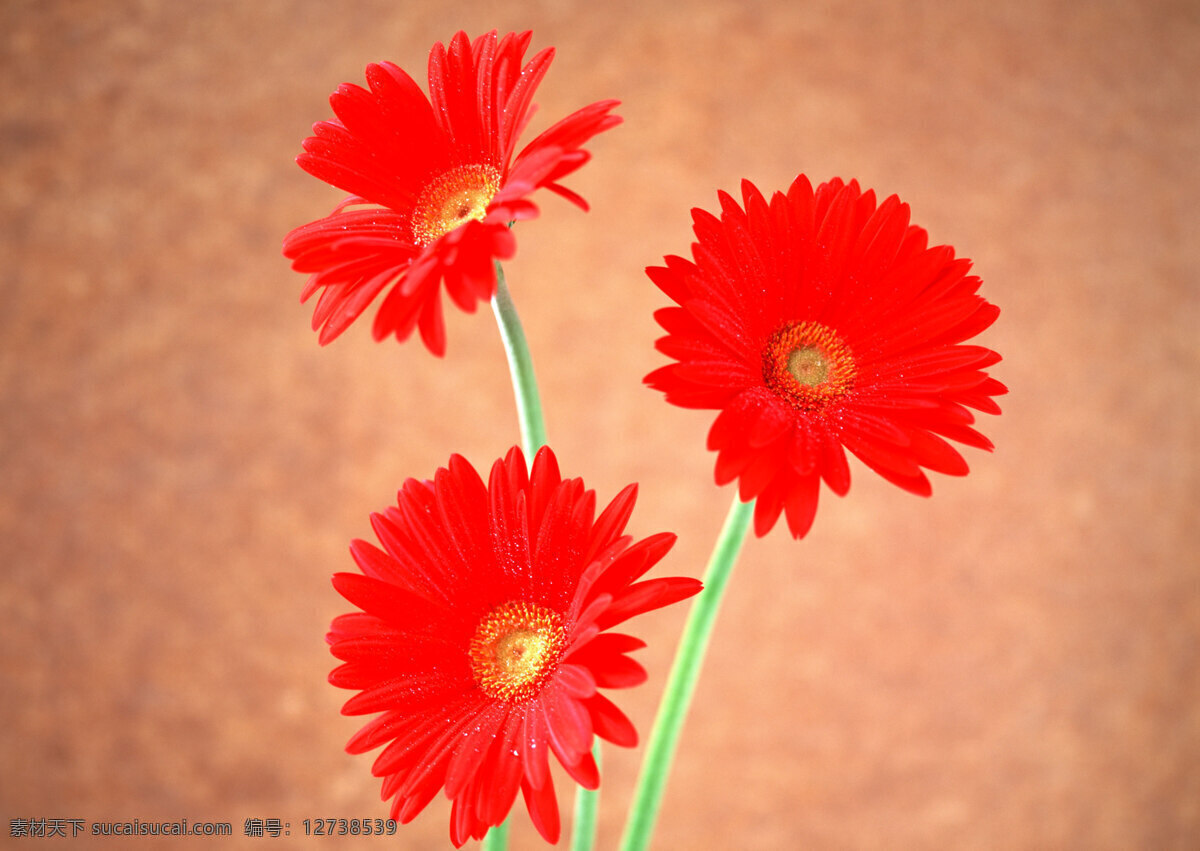 花朵 特写 高清图片素材 红玫瑰 花瓣 花朵特写 花束 向日葵图片 高清花图片 生物世界