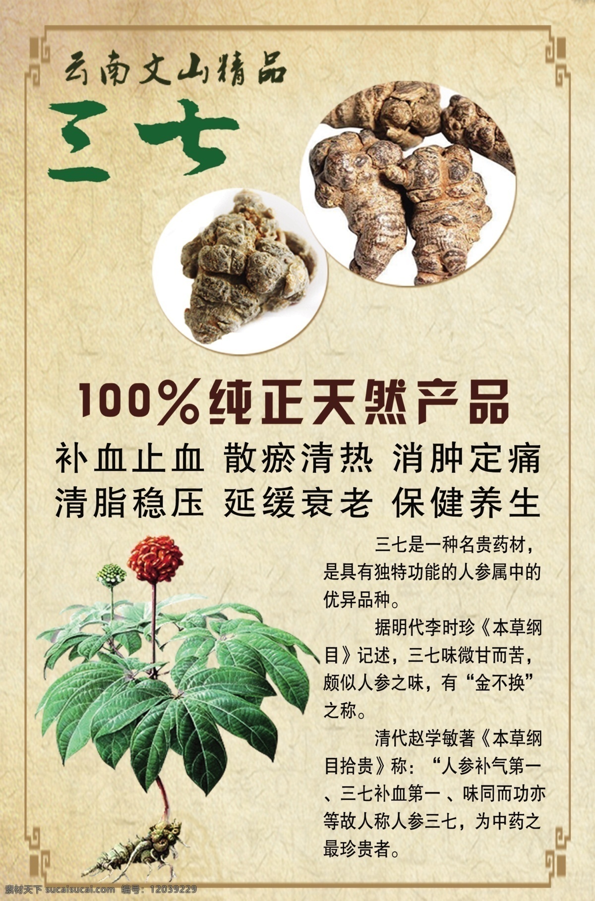 三七展板 补血止血 散瘀清热 消肿定痛 清脂稳压 延缓衰老 保健养生 kt板 三七 展板模板