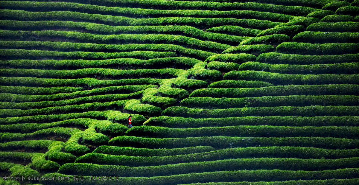 茶园素材 茶园 采茶 茶叶 茶叶种植 自然景观 自然风景