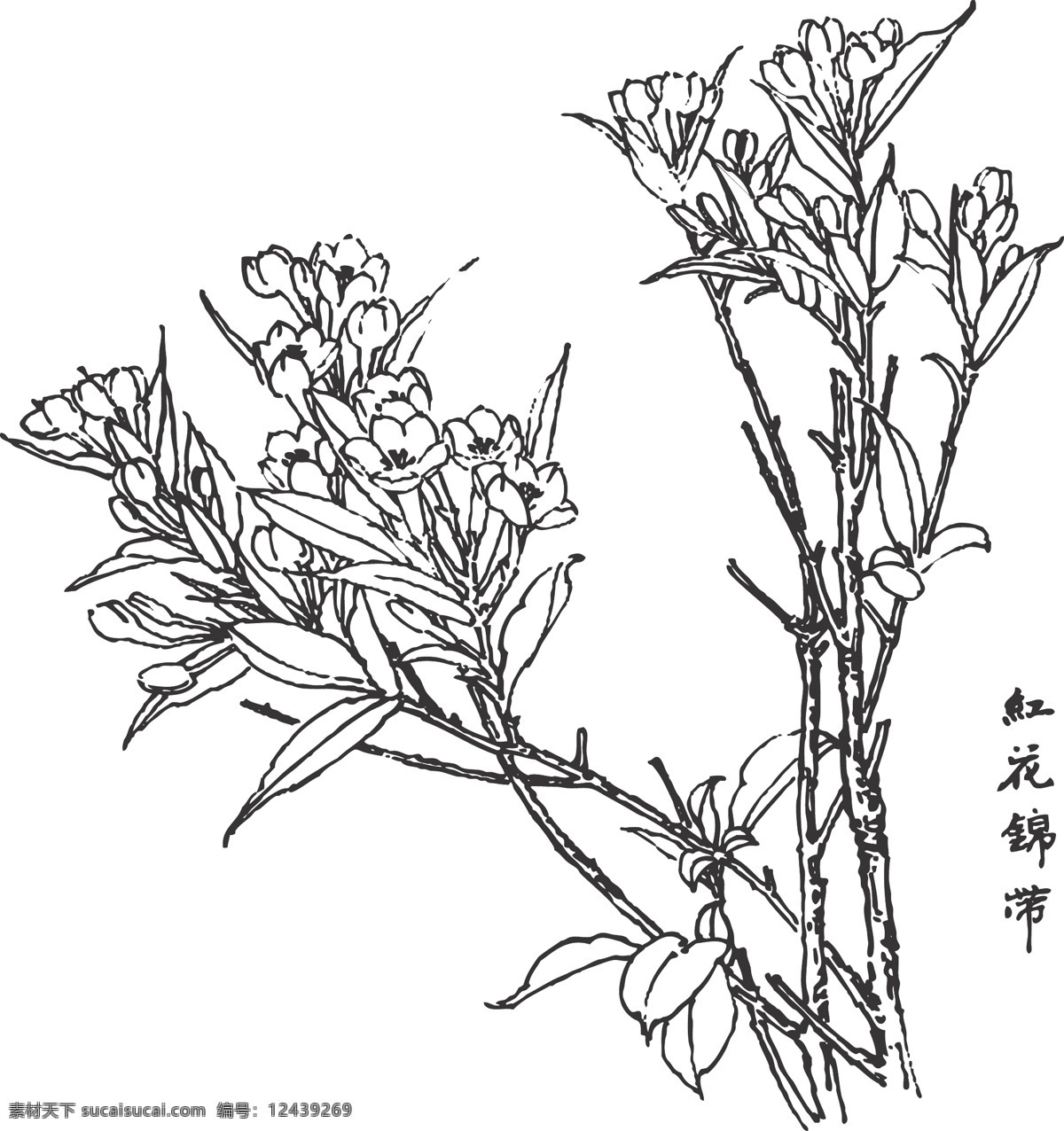 红花锦带 红化锦带 丛生 落叶灌木 栽培 繁殖 容易 花色艳丽 花量极大 线条 矢量 传统 民俗 装饰 窗花 插画 花卉白描图 文化艺术 传统文化