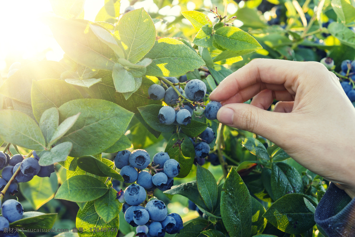 水果图 蓝莓 采摘 蓝莓园 蓝莓树 阳光 唯美 原生态蓝莓 新鲜蓝莓 水果 鲜果 新鲜 饮食 自然 夏天 设计素材 生物世界