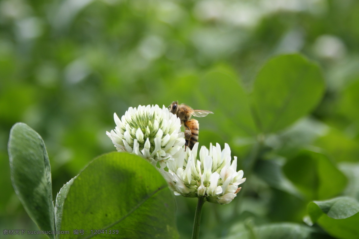 蜜蜂采花蕊 蜜蜂 花蕊 采蜜 白花 昆虫 微距 特写 生物世界