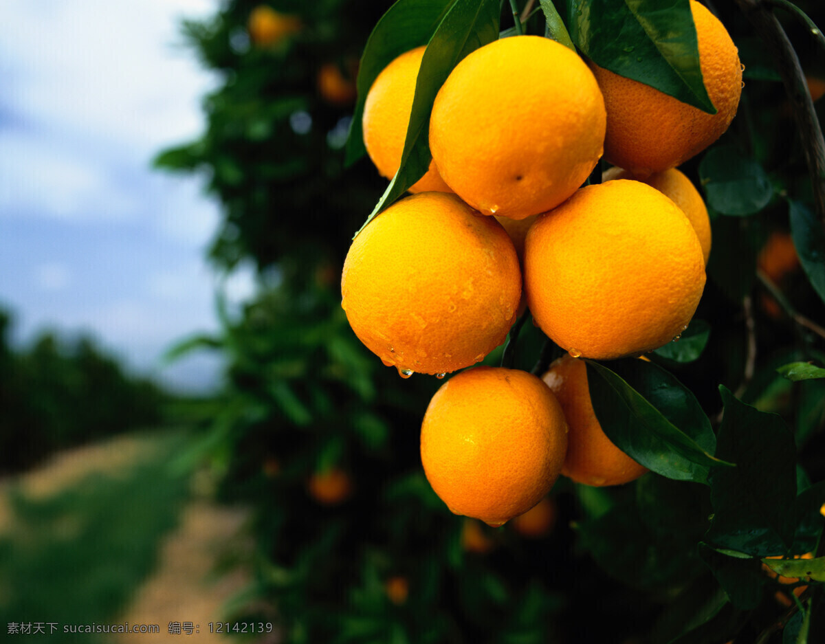 新鲜 带露 水 桔子 美味 枝头 露水 柑橘 生物世界 水果