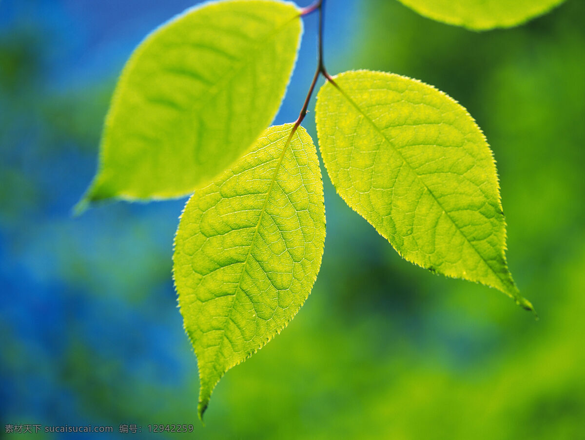 花草 露水 绿色 绿叶 绿叶背景 生物世界 树叶 水珠 水滴 植物 植被 花草主题 花草高清图片 树木树叶 psd源文件