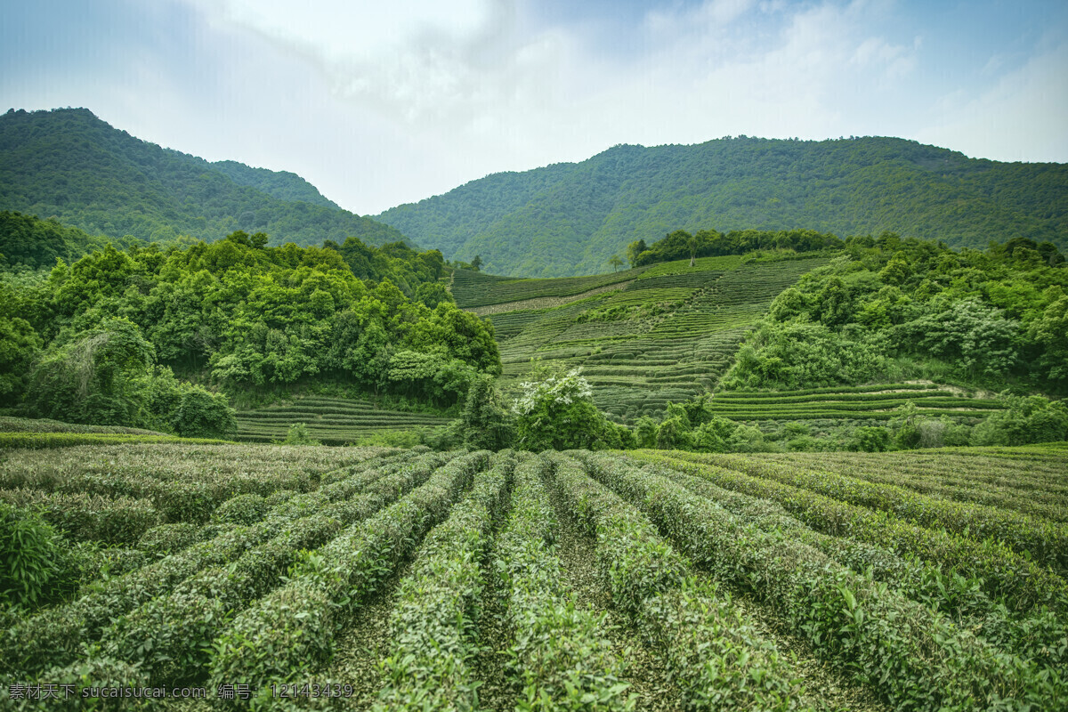 杭州 采茶 茶山 生态茶园 有机茶园 新茶 绿茶