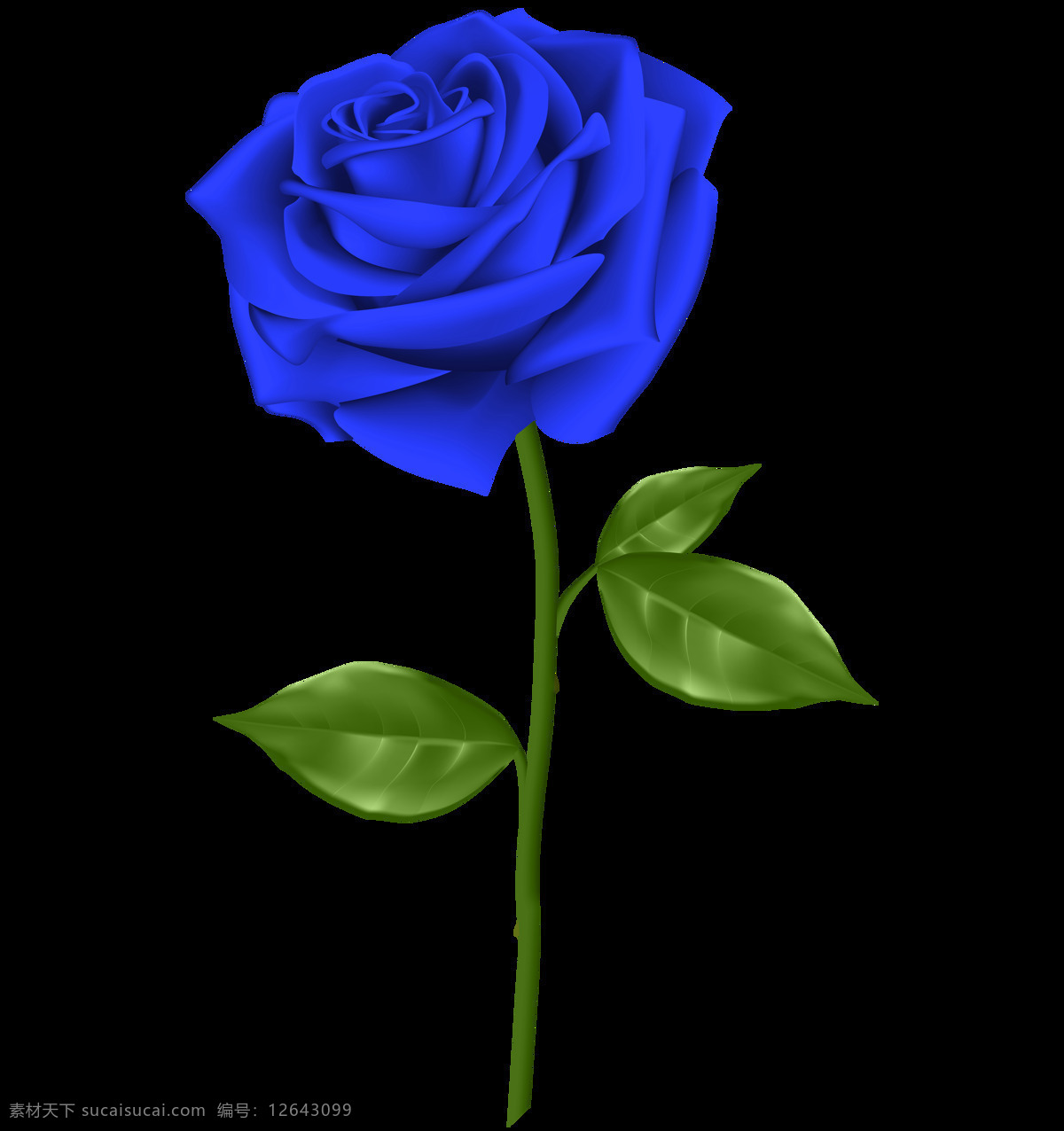 蓝色玫瑰花 玫瑰花 玫瑰 爱 自然 开花 浪漫 特写 红色玫瑰花 粉色玫瑰花 花 白色玫瑰花