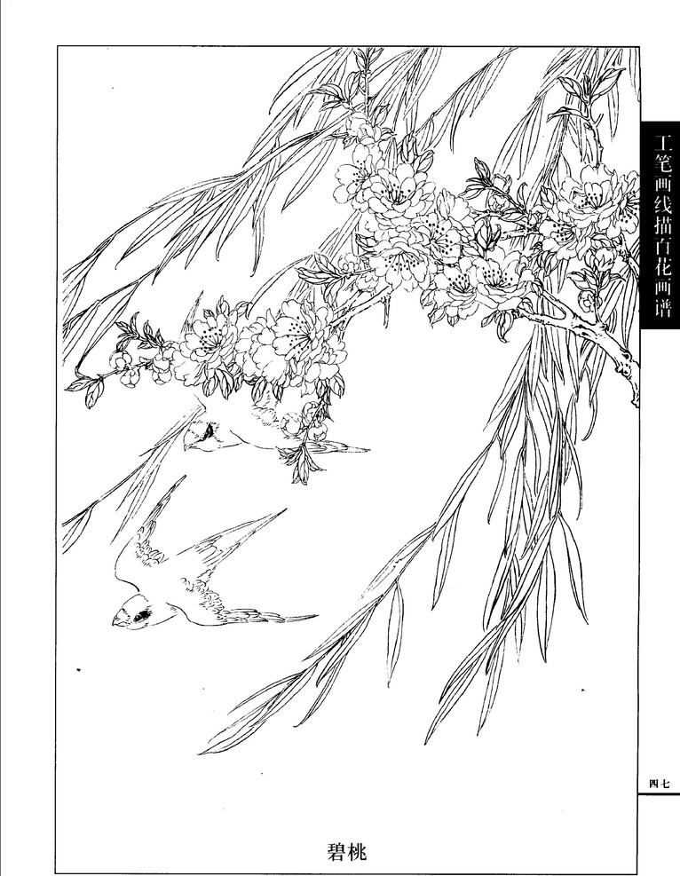 工笔画 线描 百花 画谱 碧桃 白描 国画 唯美 工笔 花鸟 图谱 绘画书法 文化艺术