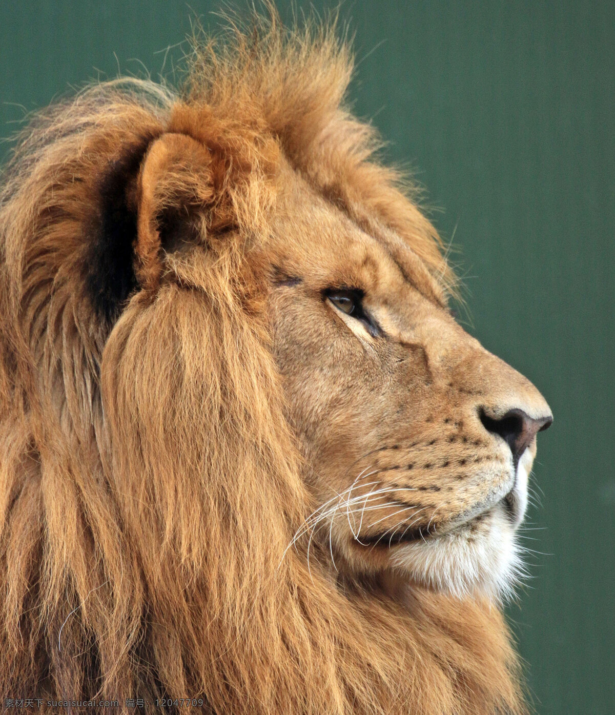 狮子 雄狮 狮 野兽 野生 动物 生物 海报 背景 高清 生物世界 野生动物