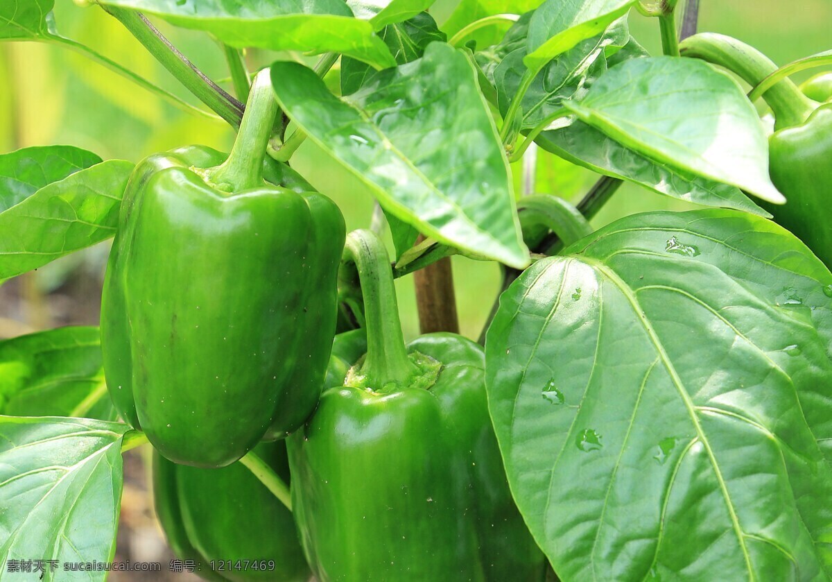 青椒 彩椒 菜椒 有机蔬菜 绿色蔬菜 生物世界 蔬菜